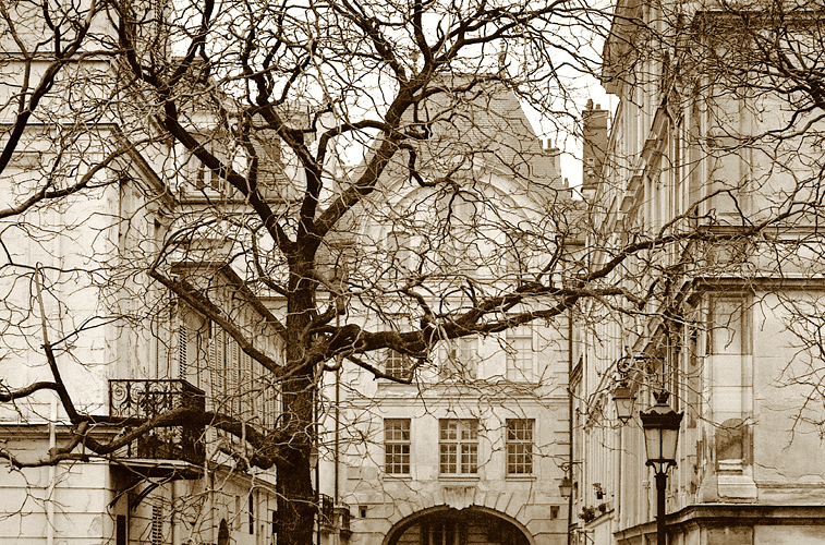 Sepia tone view of old tree and building in Paris