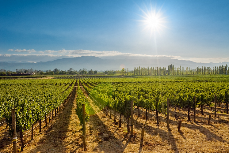 Vineyards under bright blue skies on Siverado Trail, Napa Valley, California